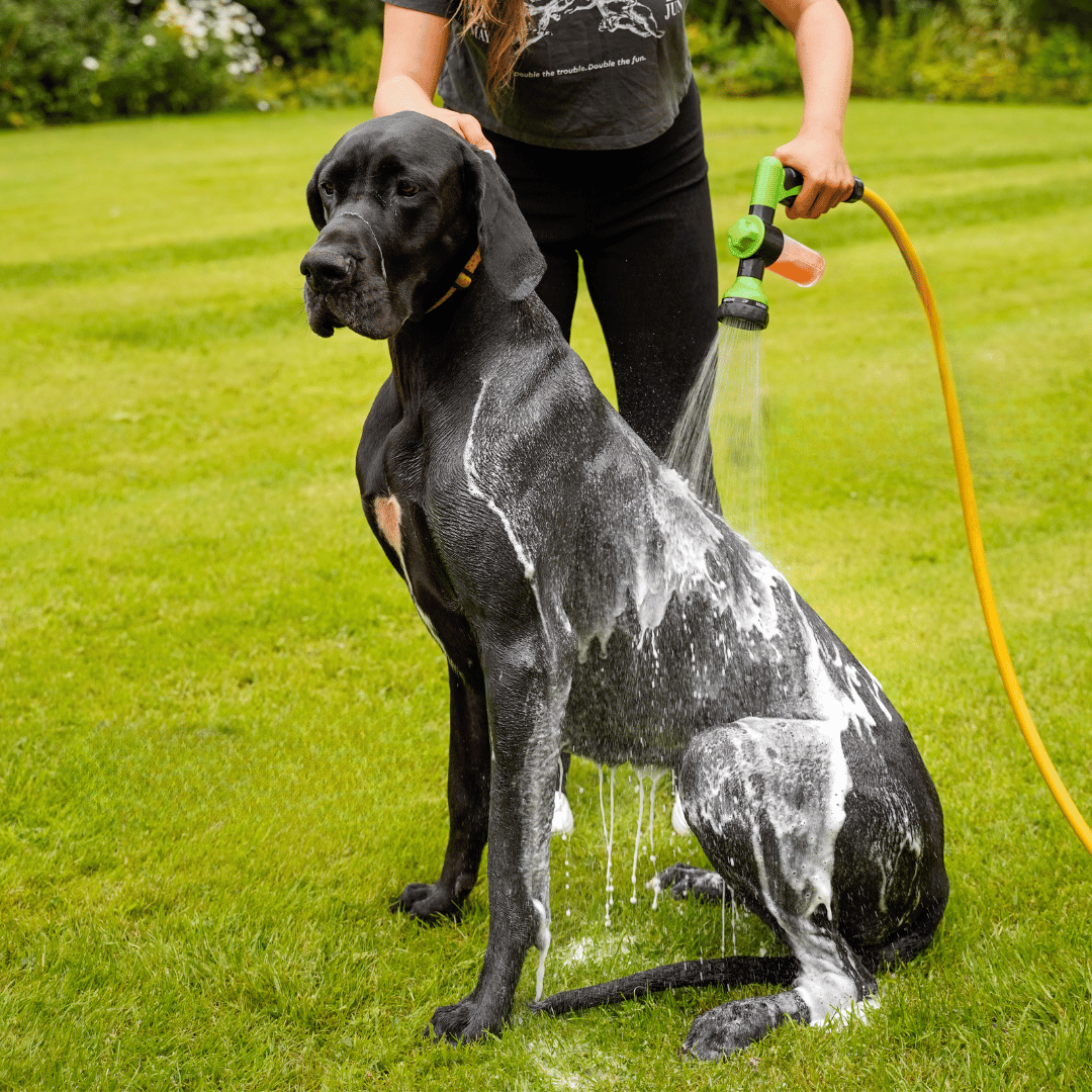 bathing-your-dog-the-ultimate-guide-with-pupjet-aquapupz