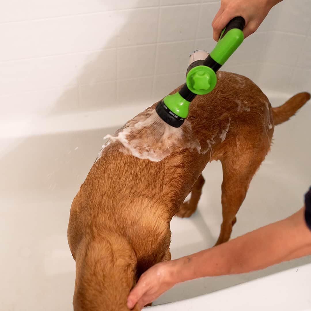 how often should you give a dog a bath in the winter