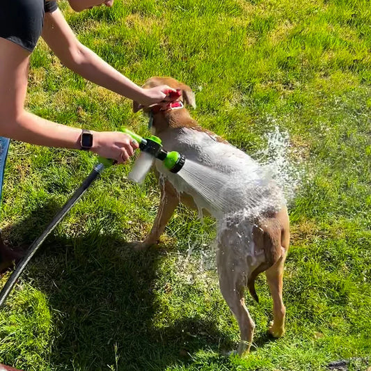 Can Dogs Shower at Night?